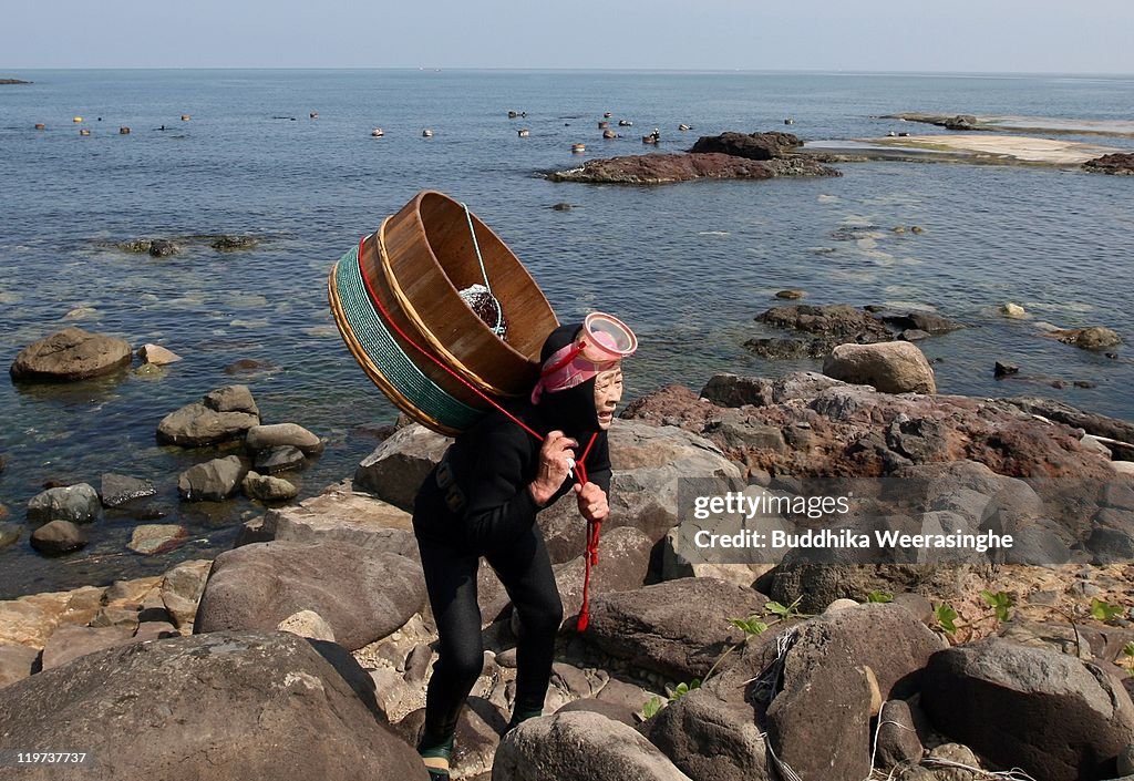 Sea Urchin Fishing Season Starts In Fukui
