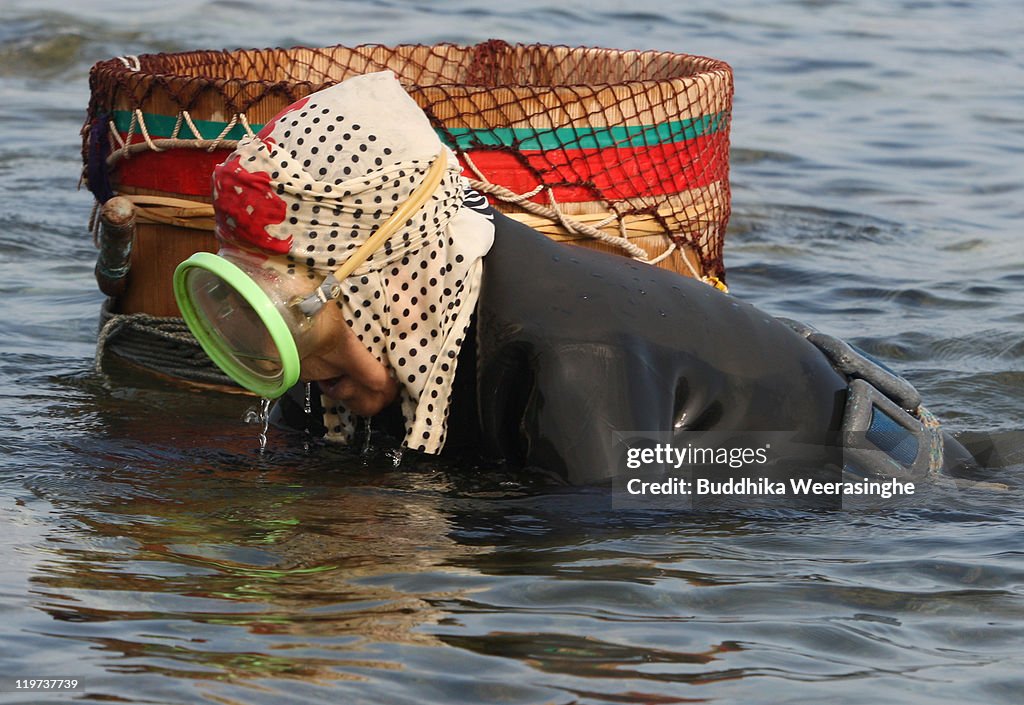 Sea Urchin Fishing Season Starts In Fukui