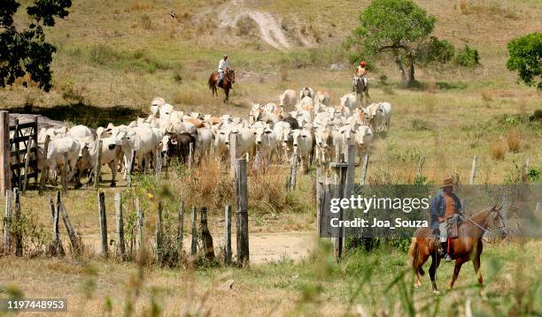 Brazil Ranch 1,114 Cattle Ranching Brazil Stock Photos, High-Res Pictures, and ...