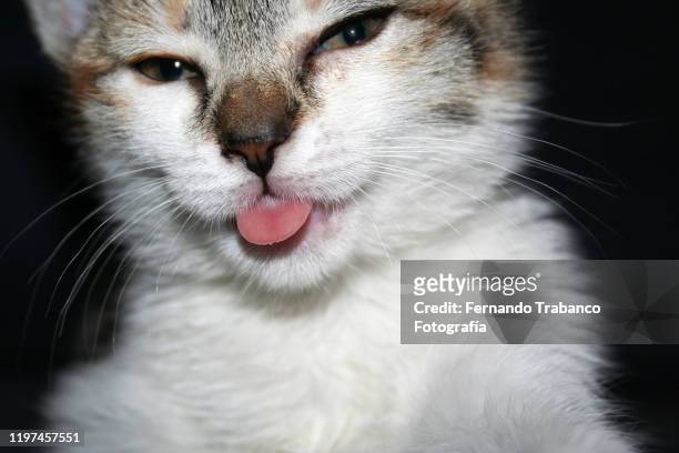 kitten sticks out his tongue - cat sticking tongue out stock pictures, royalty-free photos & images