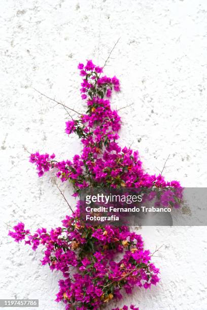 bougainvillea - bougainvillea stock pictures, royalty-free photos & images