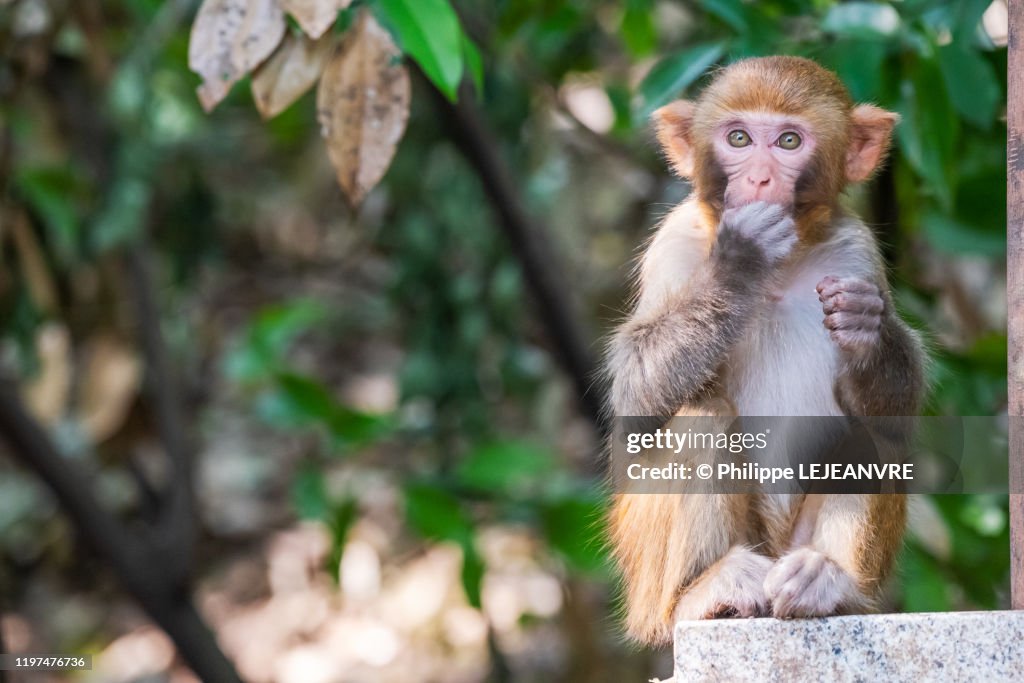 Rhesus macaque eating on a wall