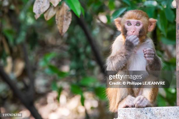 rhesus macaque eating on a wall - macaque stock pictures, royalty-free photos & images