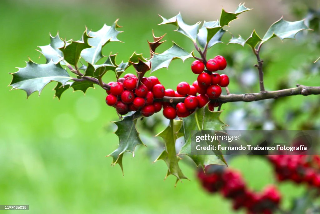 Holly with red fruits