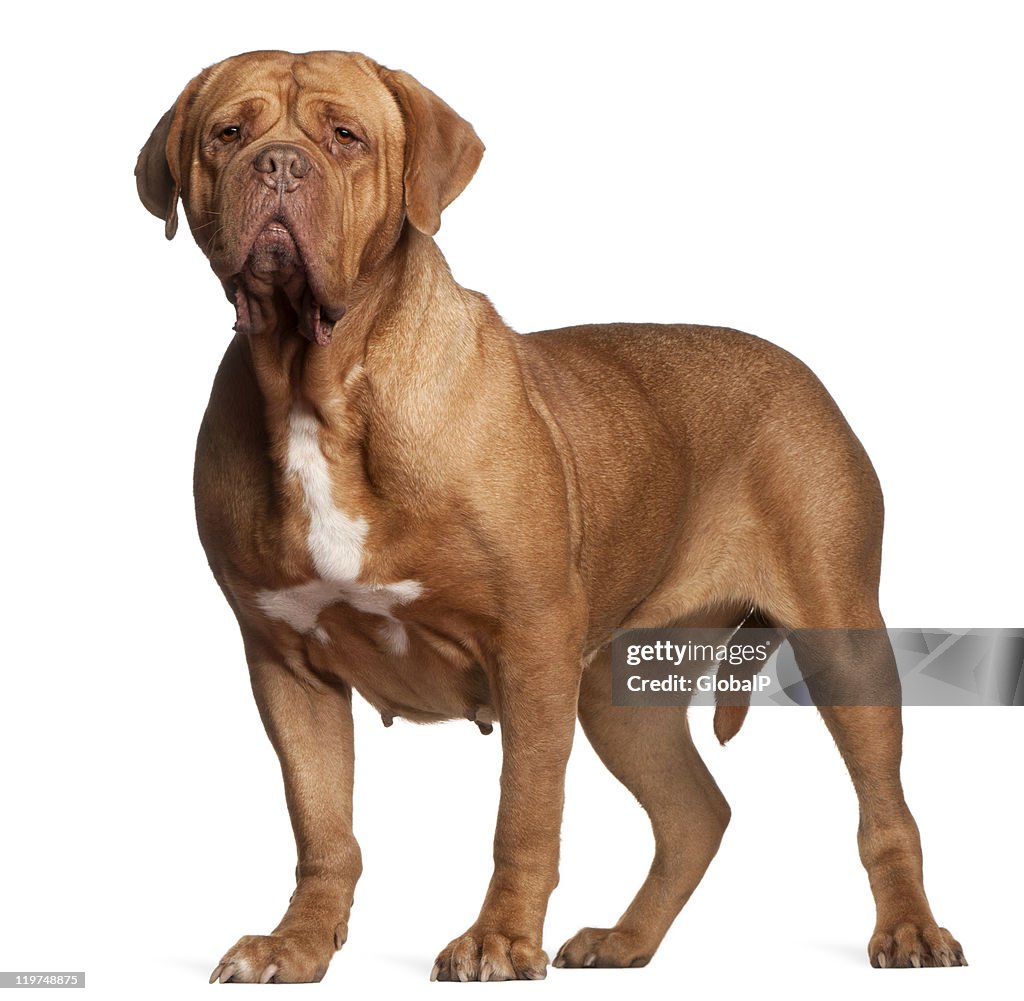 Dogue de Bordeaux, 7 years old, standing, white background.