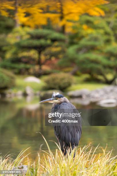 blue heron - fall in seattle fotografías e imágenes de stock