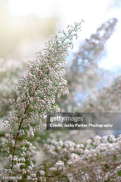 Erica Root 22 Briar Root Stock Photos, High-Res Pictures, and Images - Getty Images