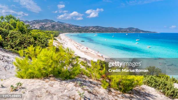 view of famous saleccia beach with white sand, turquoise sea, hills and pine trees, near saint florent, corsica island, france, europe. - corsica bildbanksfoton och bilder