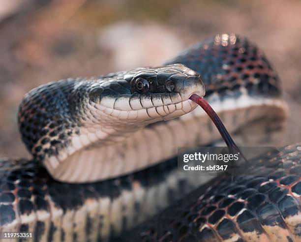 blacksnake - rat snake stock pictures, royalty-free photos & images