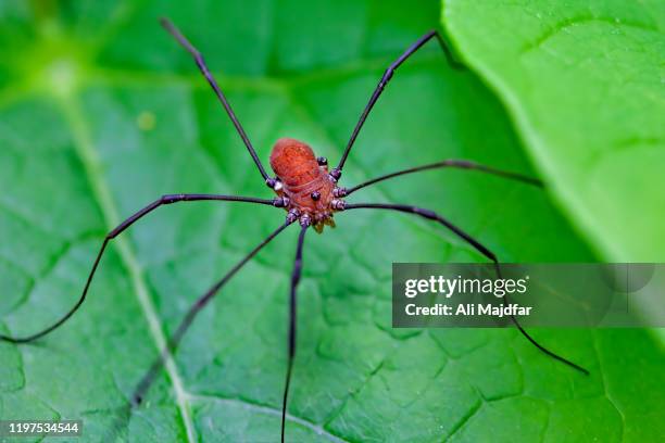 Are Daddy Long Legs Poisonous?