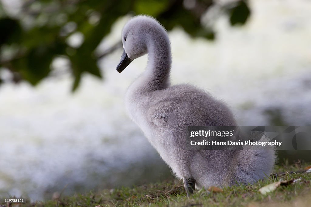 Cygnet