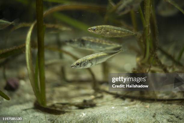 three-spined stickleback - stickleback fish stock pictures, royalty-free photos & images