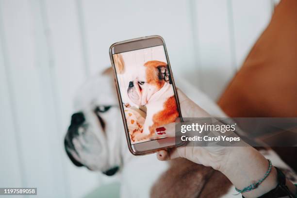 Dog Using Smartphone Dog Holding Phone Photos and Premium High Res Pictures - Getty Images