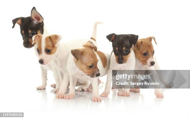 puppies toy fox terrier on a white background - five animals bildbanksfoton och bilder