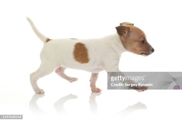 terrier dog puppy on a white background - one animal stock pictures, royalty-free photos & images