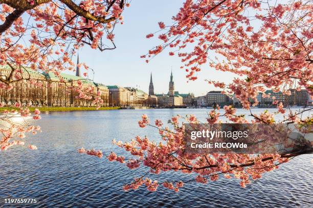 cherry blossom at binnenalster, hamburg - hamburgo alemania fotografías e imágenes de stock