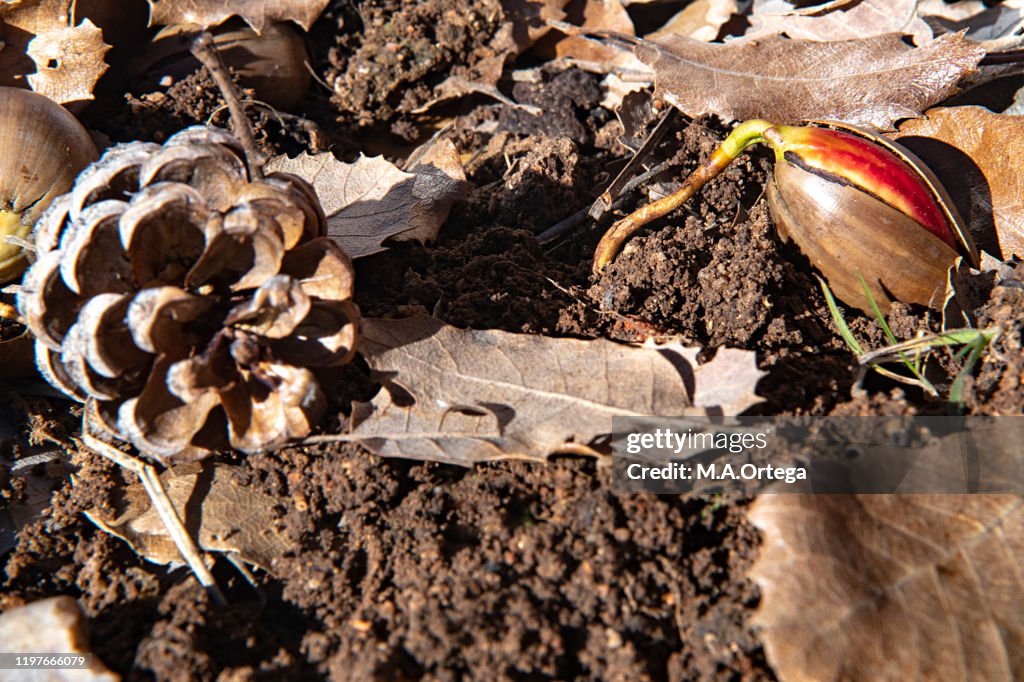 Sprouted acorn