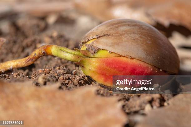 sprouted acorn - acorn stock pictures, royalty-free photos & images