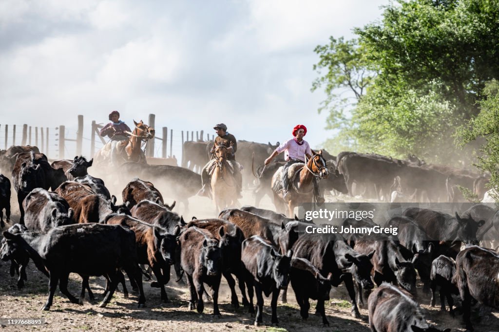 Three Argentine gauchos herding cattle in dusty enclosure