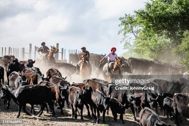 three argentine gauchos herding cattle in dusty enclosure - herding stock pictures, royalty-free photos & images