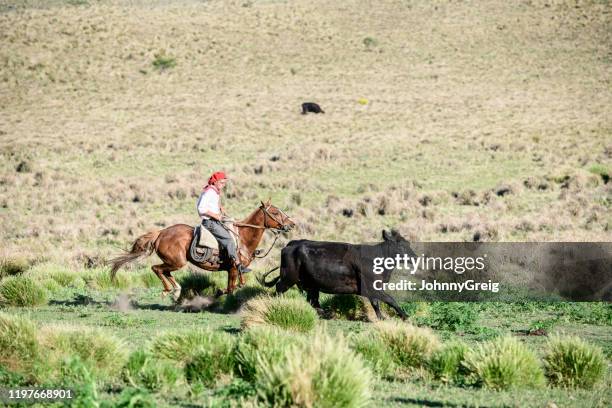 young gaucho galloping alongside member of herd on pampas - gaucho argentina stock pictures, royalty-free photos & images