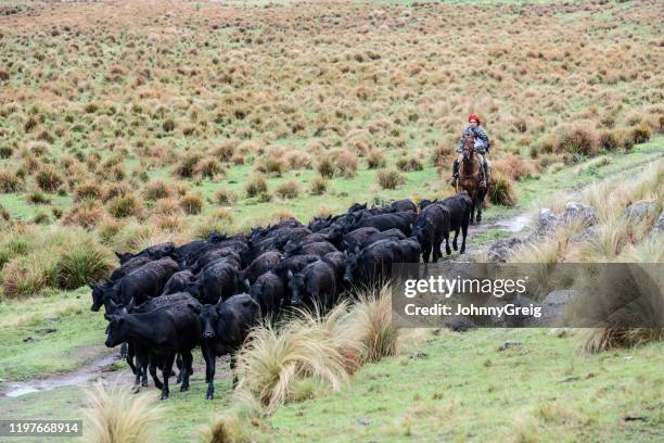 teenage gaucho galoppiert nach rindern auf argentinischen pampas - angus cattle stock-fotos und bilder