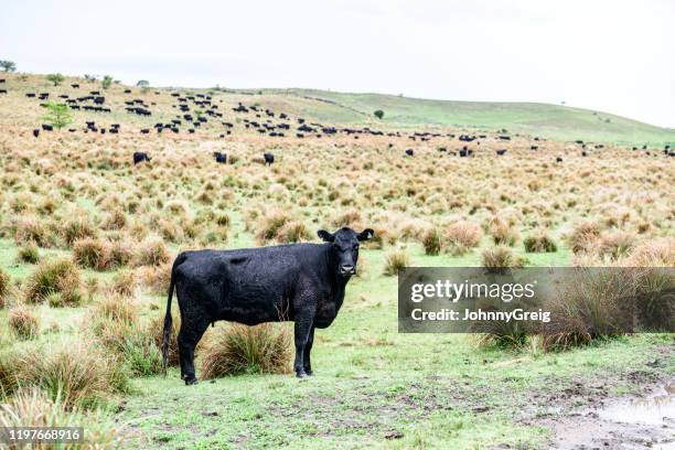 aberdeen angus cattle grazing in argentina - aberdeen angus cattle stock pictures, royalty-free photos & images