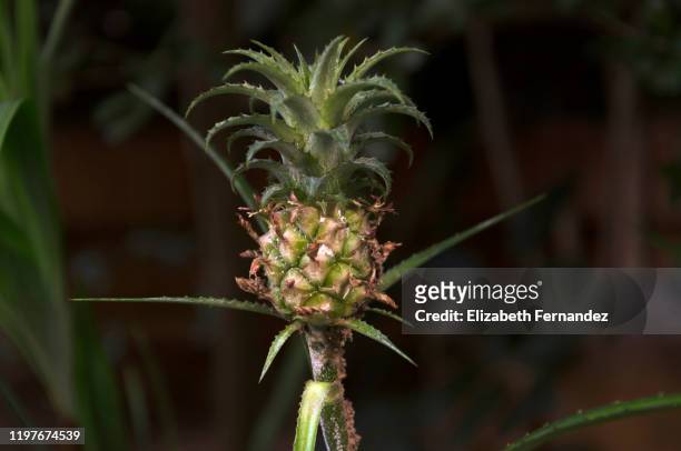 dwarf pineapple / ananas nanus, miniature pinneapple - bromeliaceae 個照片及圖片檔