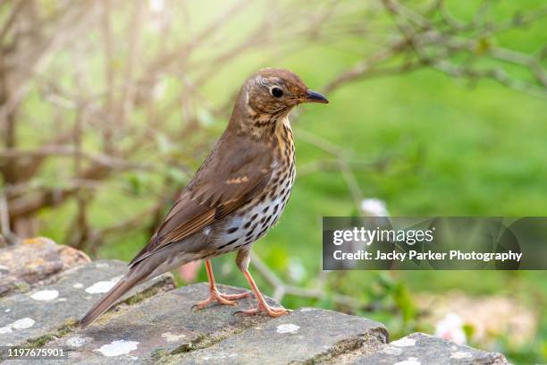 close-up image of a single song thrush sitting on a garden wall in soft spring sunshine - thrush stock pictures, royalty-free photos & images