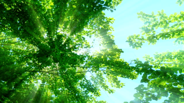 태양 광선은 나무 4k를 통과