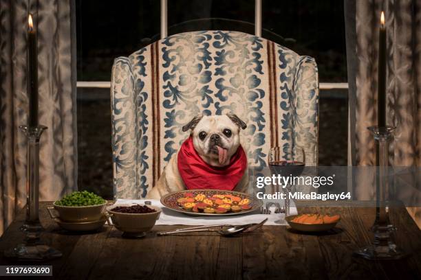 pug dog at dining room table - dog dinner table stock pictures, royalty-free photos & images