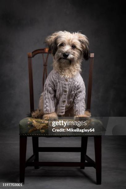 liten blandad föda hund i formell studion porträtt - soft coated wheaten terrier bildbanksfoton och bilder