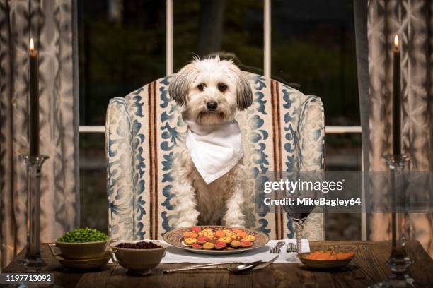 mixed breed dog at the dining room table - dinner party stock pictures, royalty-free photos & images