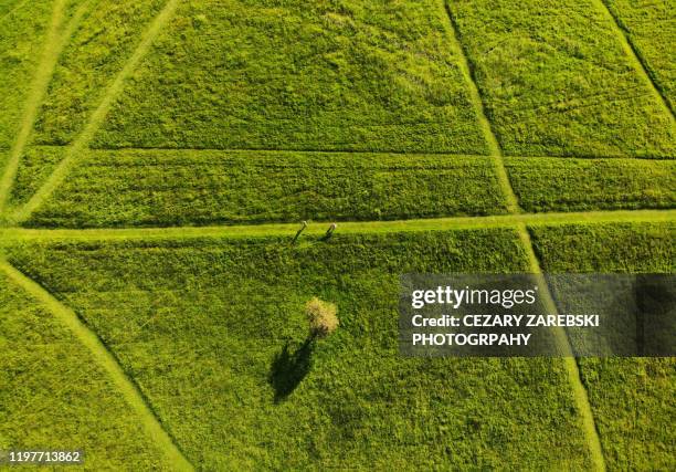 drone view over tree in grass - dublin skyline ストックフォトと画像