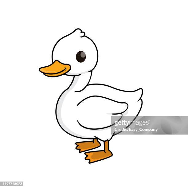 vector illustration of duck isolated on white background. - webbed foot stock illustrations