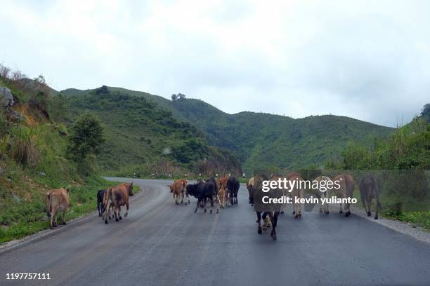 Cow In Road 227 Cows Blocking Road Stock Photos, High-Res Pictures, and Images ...