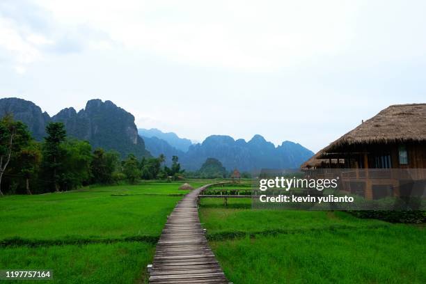 vang vieng rice fields landscape - vang vieng stockfoto's en -beelden