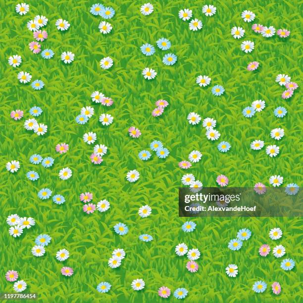 gänseblümchen auf gras hintergrund - gras von oben stock-grafiken, -clipart, -cartoons und -symbole