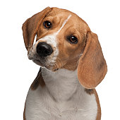 Close-up of Beagle puppy, 6 months old, white background.