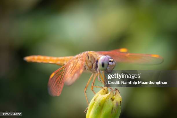 closed up a dragonfly on the top of flower with green bright background - damselfly stock pictures, royalty-free photos & images