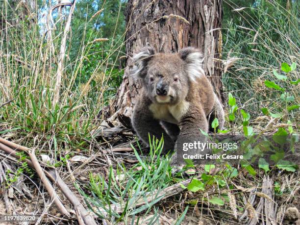 a wild koala walking and looking at the camera in south australia - koala bear photos et images de collection