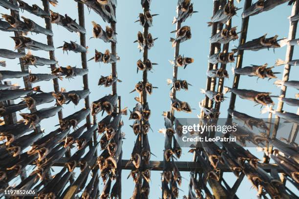 Fish Rack Photograph 1,194 Fish Racks Stock Photos, High-Res Pictures, and Images - Getty Images