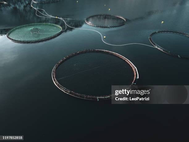 angeln bauernhof in nord-norwegen in einem fjord in hilleshamn, provinz tromso - aquakultur stock-fotos und bilder