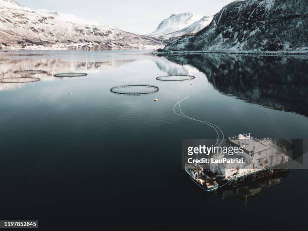 fishing farm in northern norway in a fjord in hilleshamn, tromso province - farm norway stock pictures, royalty-free photos & images