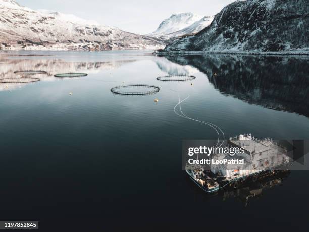 fishing farm in northern norway in a fjord in hilleshamn, tromso province - aquaculture stock pictures, royalty-free photos & images