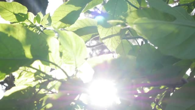 태양의 광선은 나무의 녹색 잎을 통해 자신의 길을 합니다. 녹색 잎과 깨는 태양 광선과 라이브 텍스처. 클로즈업
