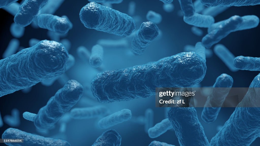細菌 微生物 細胞