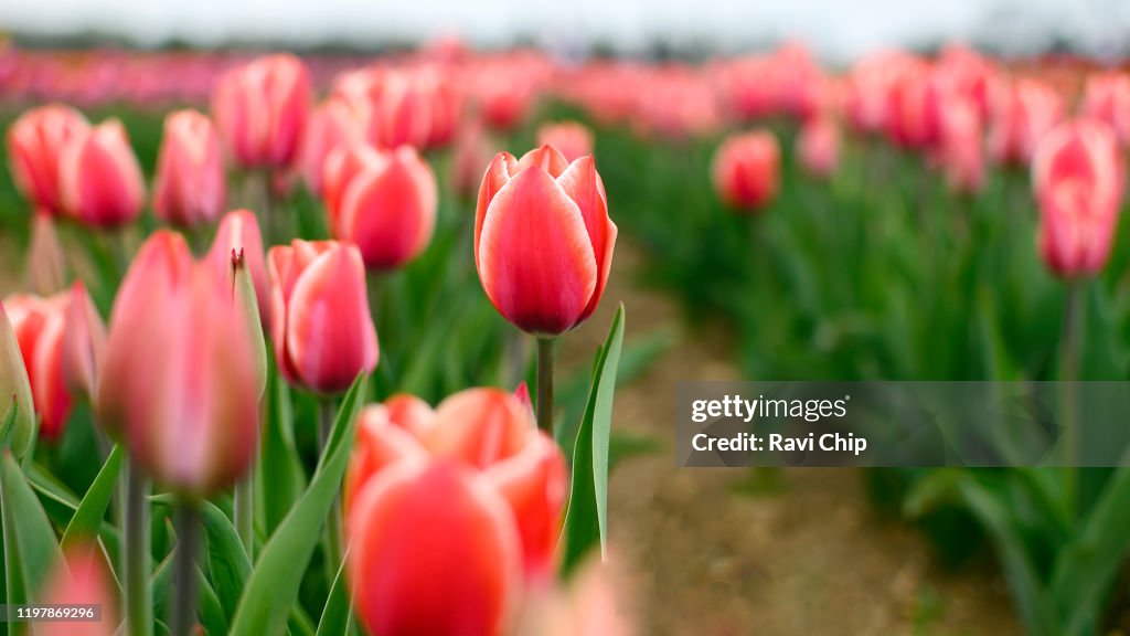Red Tulips.