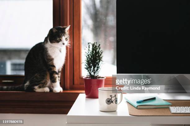 home office - cat laptop stock pictures, royalty-free photos & images