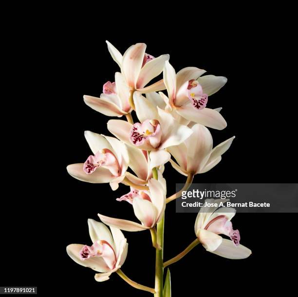 branch of orchids (ophrys cymbidium) studio shot on a black background. - orquidea salvaje fotografías e imágenes de stock